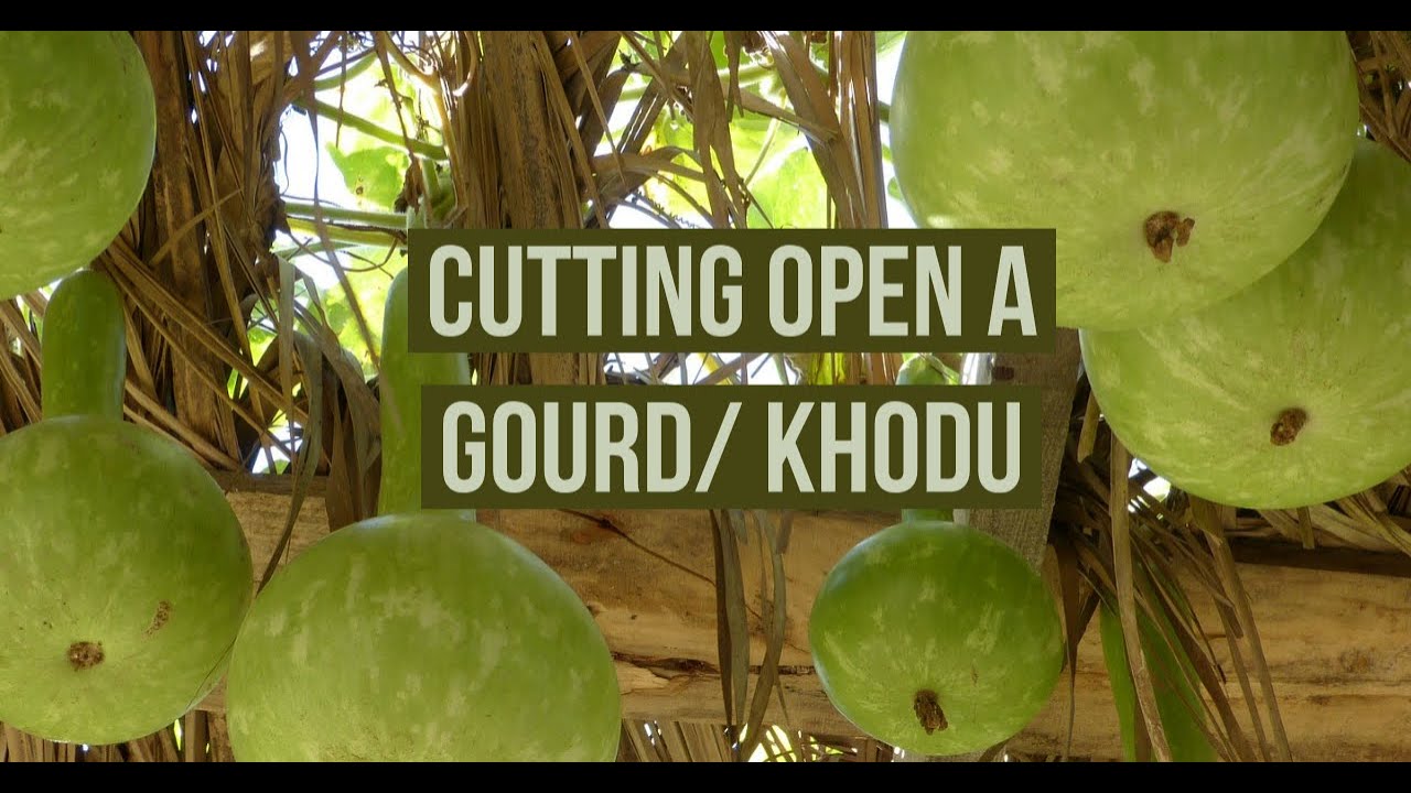 Cutting Open A Gourd/Calabash (KHODU)