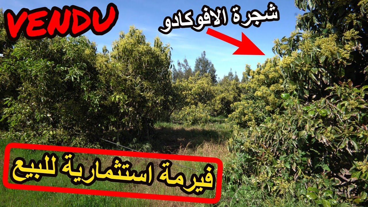 ✨ فيرمة اشجار الافوكادو المنتجة غلة كثيرة ومداخيل سنوية وارباح جيدة ✨ علال البحراوي