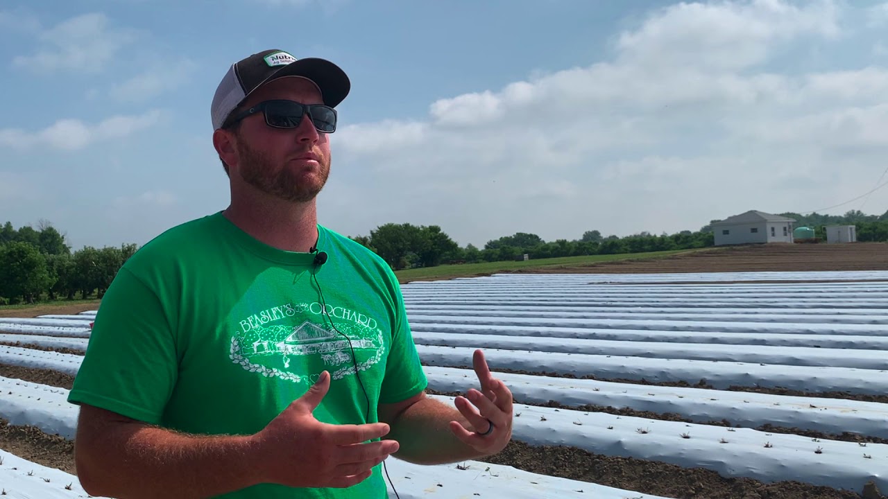 Plasticulture strawberries