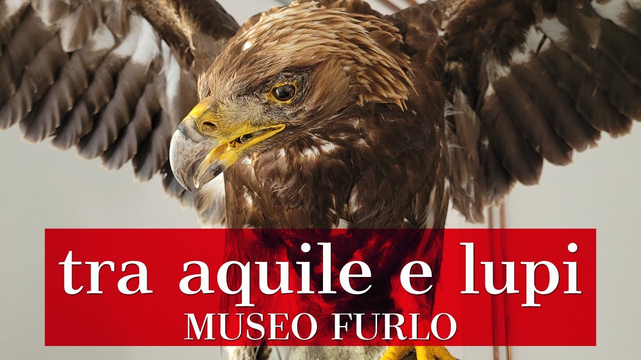 tra Aquile e Lupi - Riserva Gola del Furlo: una visita al bel Museo del Territorio - ingresso libero