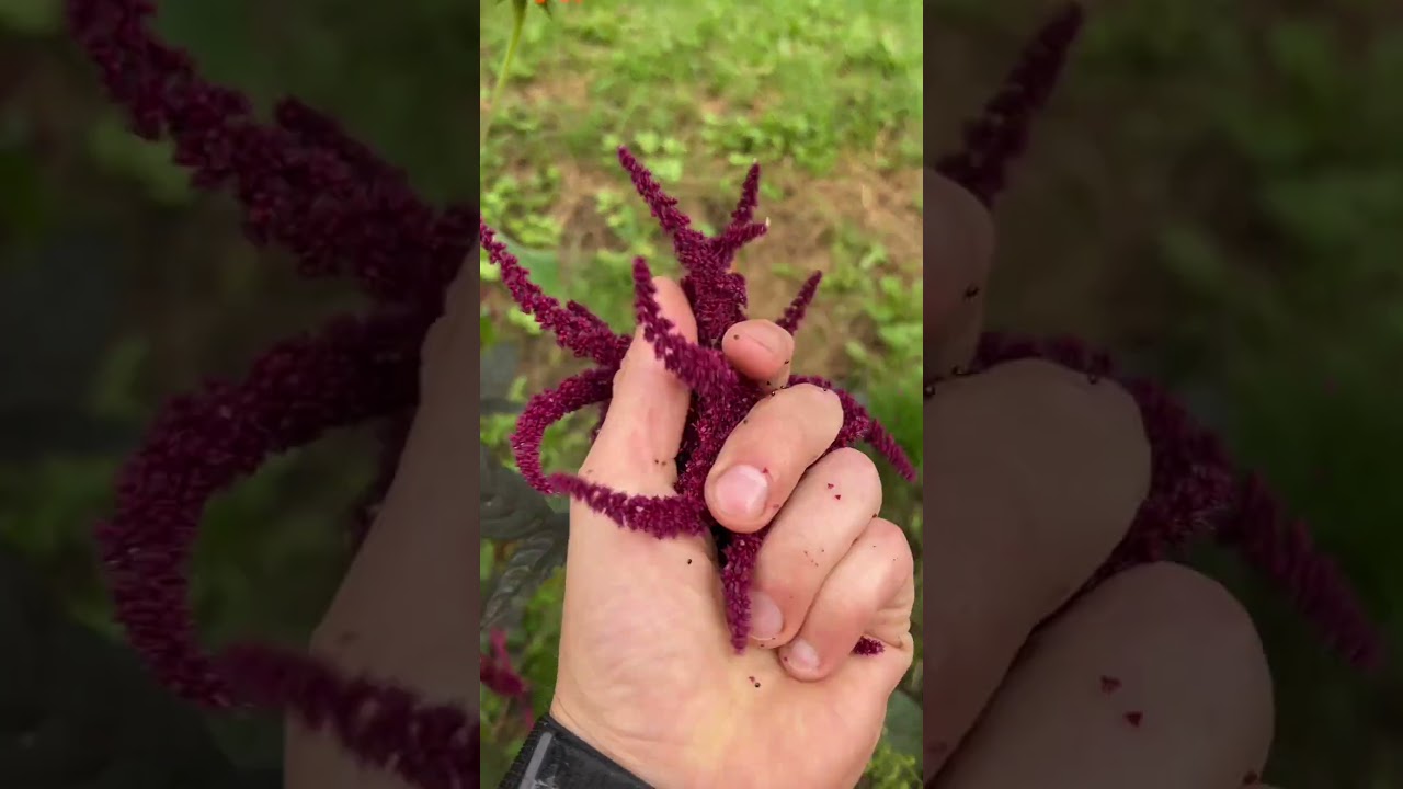 L'amarante et ses enfants 🌱 