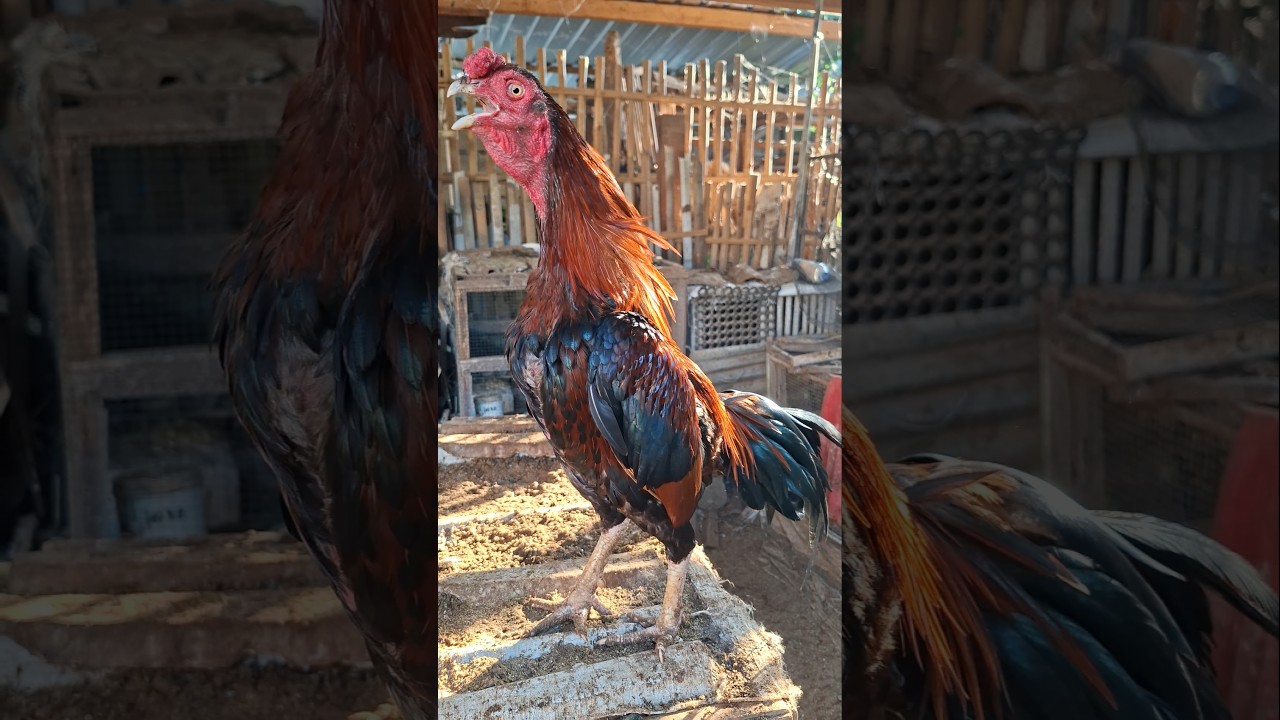 Amazing !! alarm morning. suara ayam jago berkokok #shortsviral #shamo #bangkok