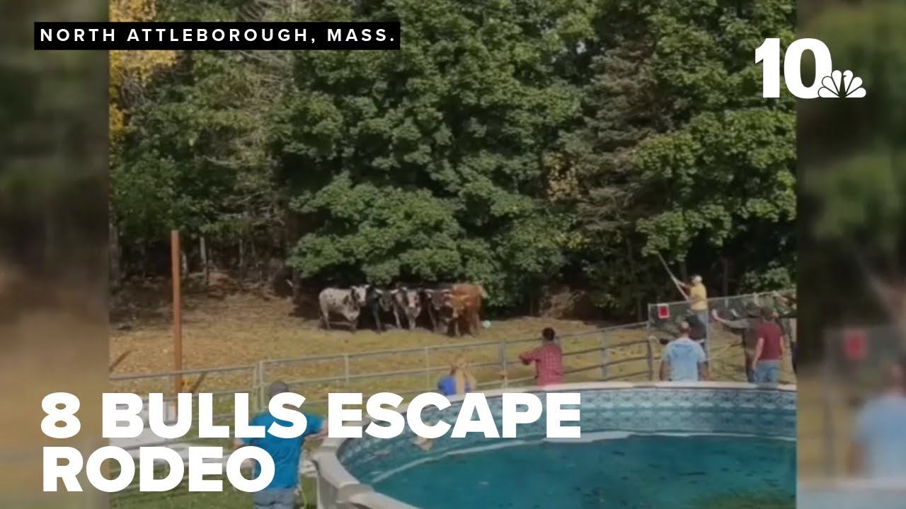 Bulls on the loose in North Attleborough