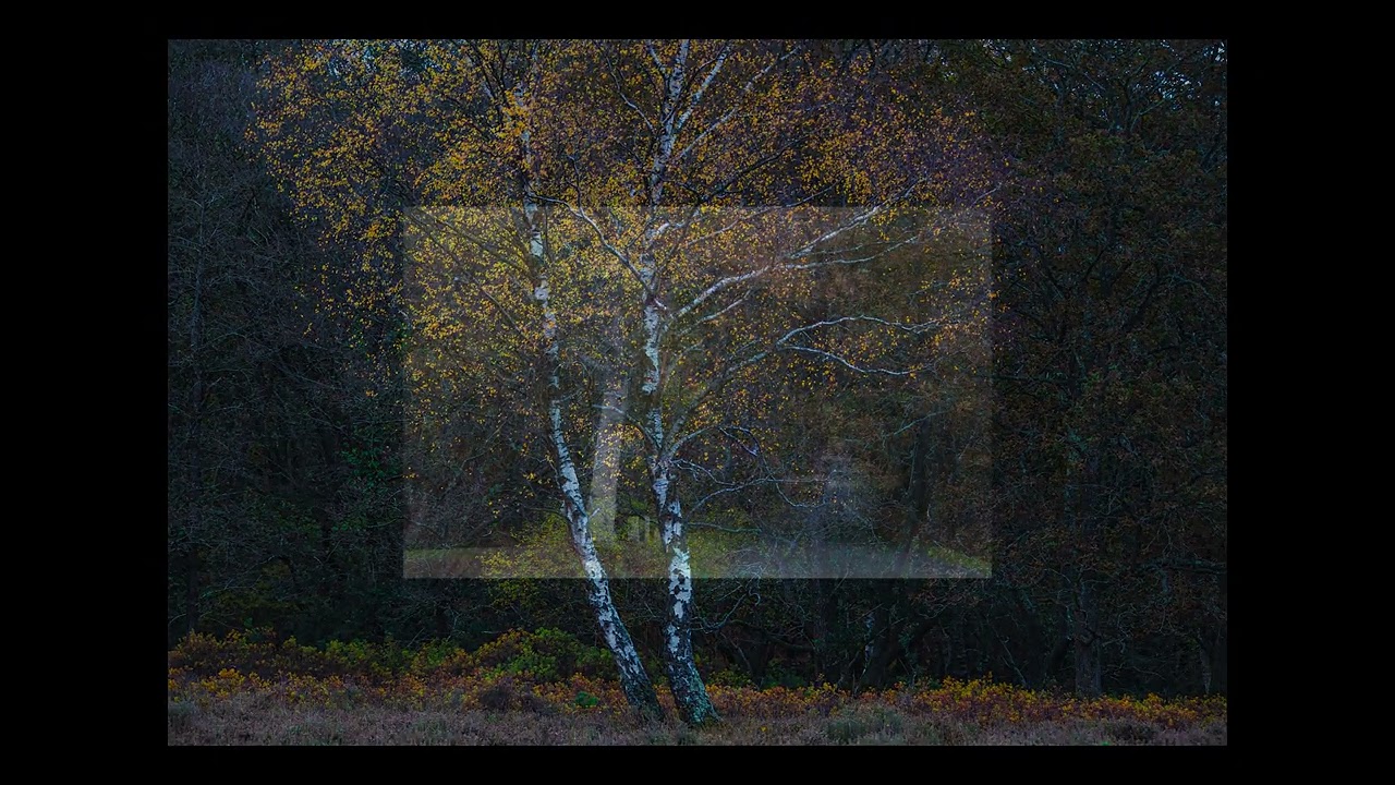 Autumn Colours