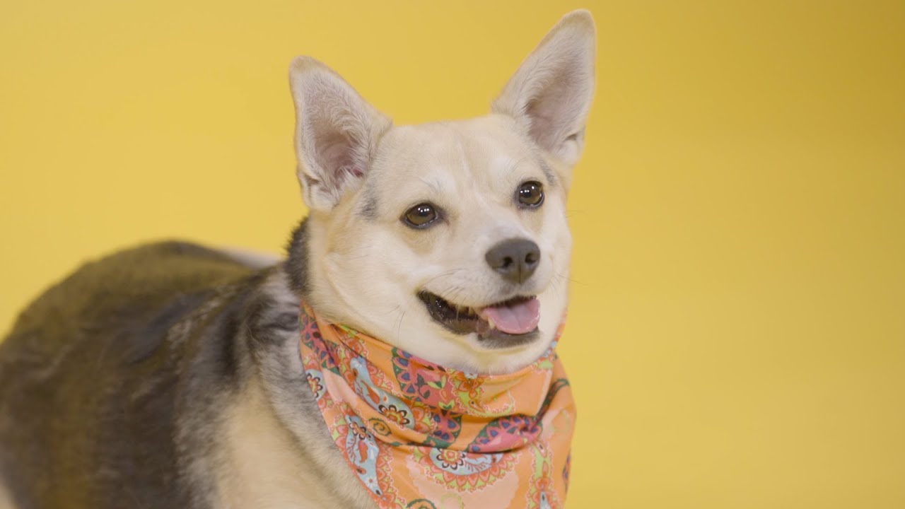 Dog Weight Management | Chewy