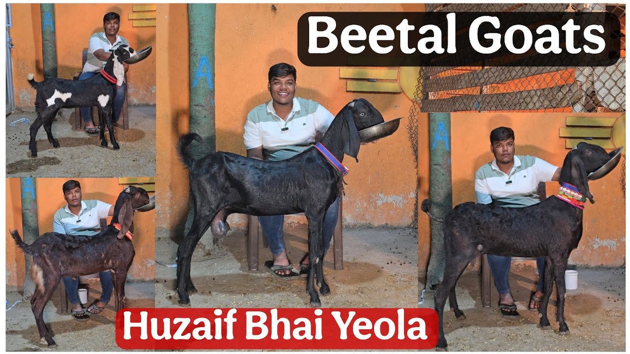 Huzaif bhai ka Dhamaka offer on Beetal Goats at National Goat farm Yeola 