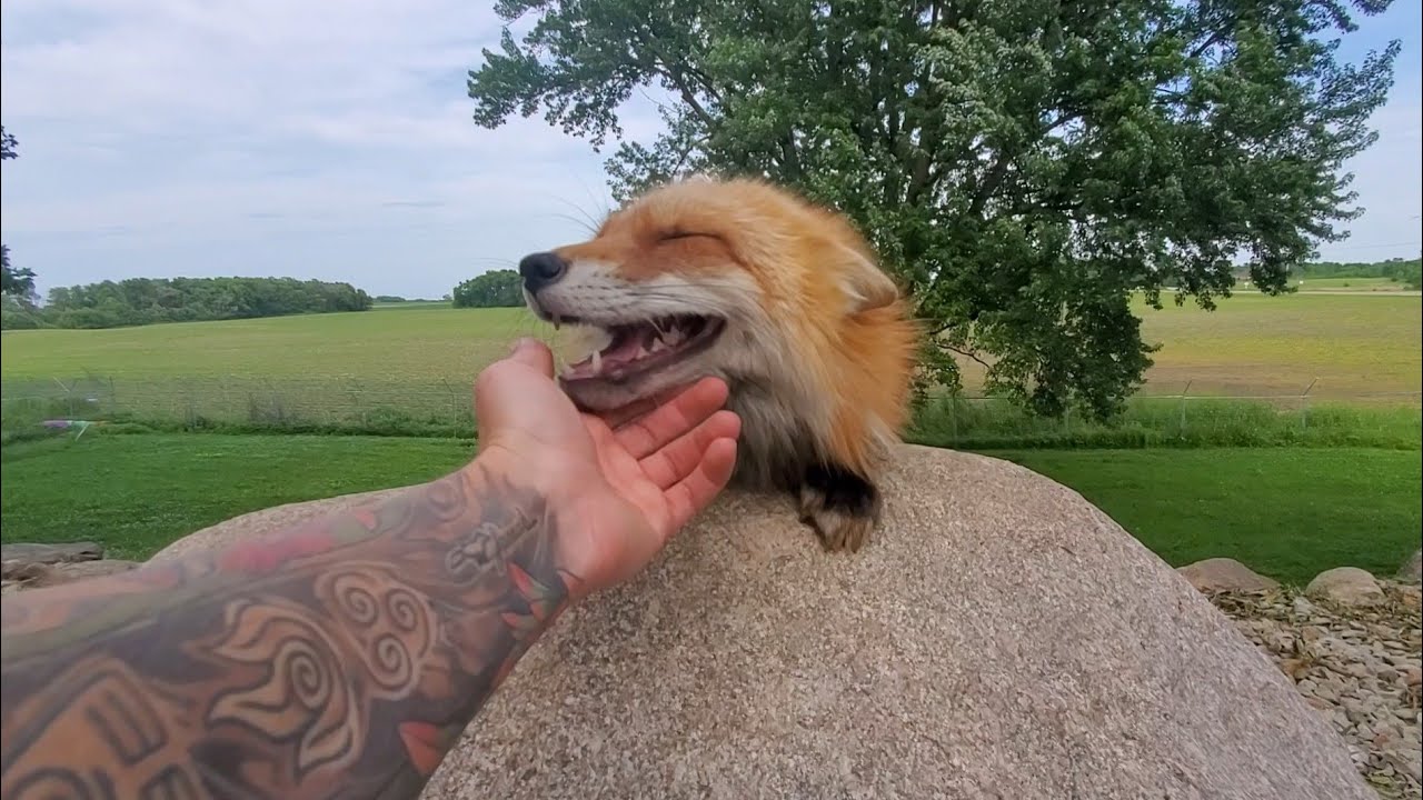 Полный тур SAVEAFOX! Узнайте о спонсорстве!