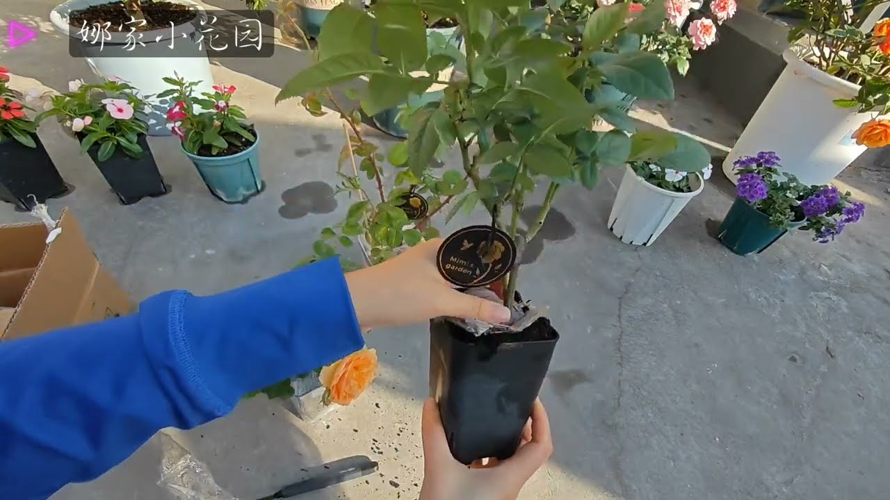 入了三款月季（乐咲等）顺便教你如何根据苗情选择花盆和种植方式how to choose flower pots and planting methods based
