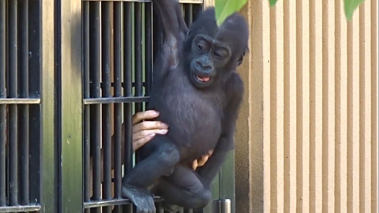 飼育員さんが大好きな兄弟⭐️ゴリラ【京都市動物園】Gorilla brothers like to play with zookeepers
