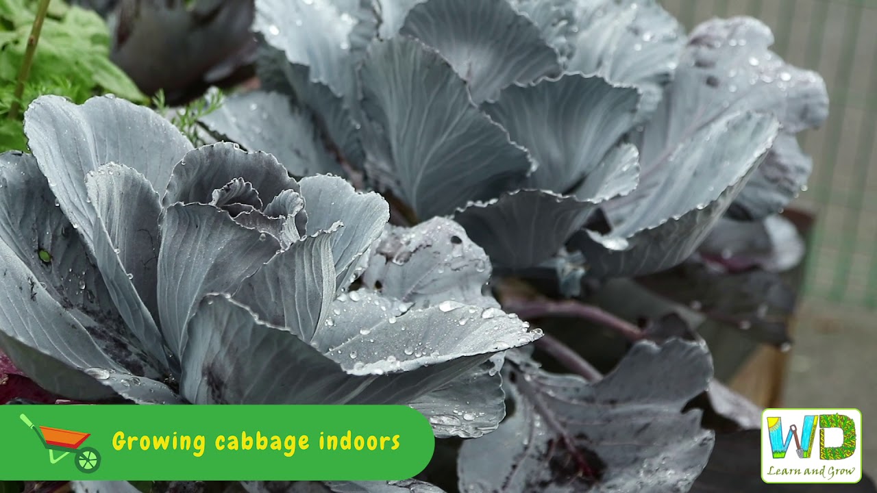 Cabbage indoors