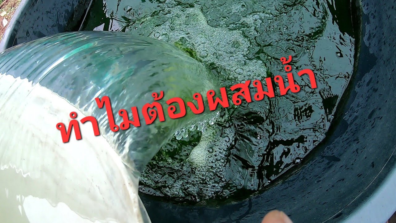 ทำไมต้องผสมน้ำในน้ำเขียวก่อนเพาะไรแดง คลิปนี้มีคำตอบ