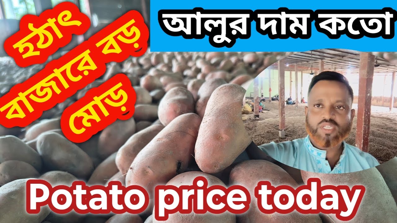 ০৫-০৯-২০২৬ আজ শনিবার আলুর বাজার দর | Potato price today's | সরাসরি হিমাগারে আলুর রেট