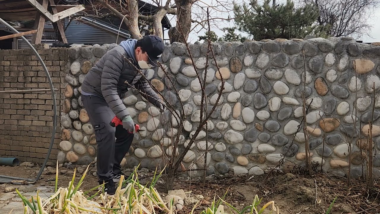 앞마당 앵두나무 전정작업 멍때리기(Zoning Out While Pruning My Front yard Sweet Cherry Tree) 2026년 2월 16일