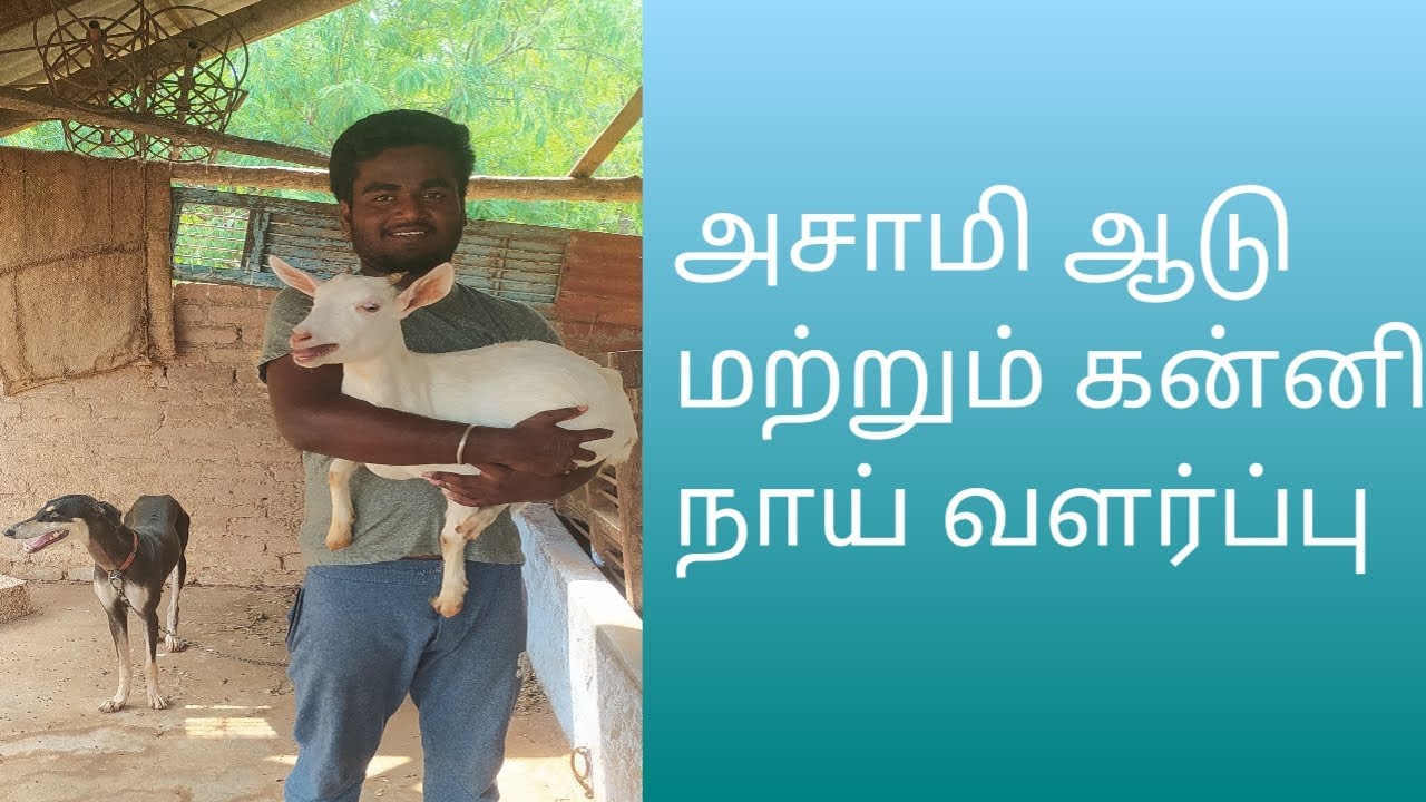 growing and maintenance of asami goat and kanni dog | அசாமி ஆடு மற்றும் கன்னி நாய் வளர்ப்பு