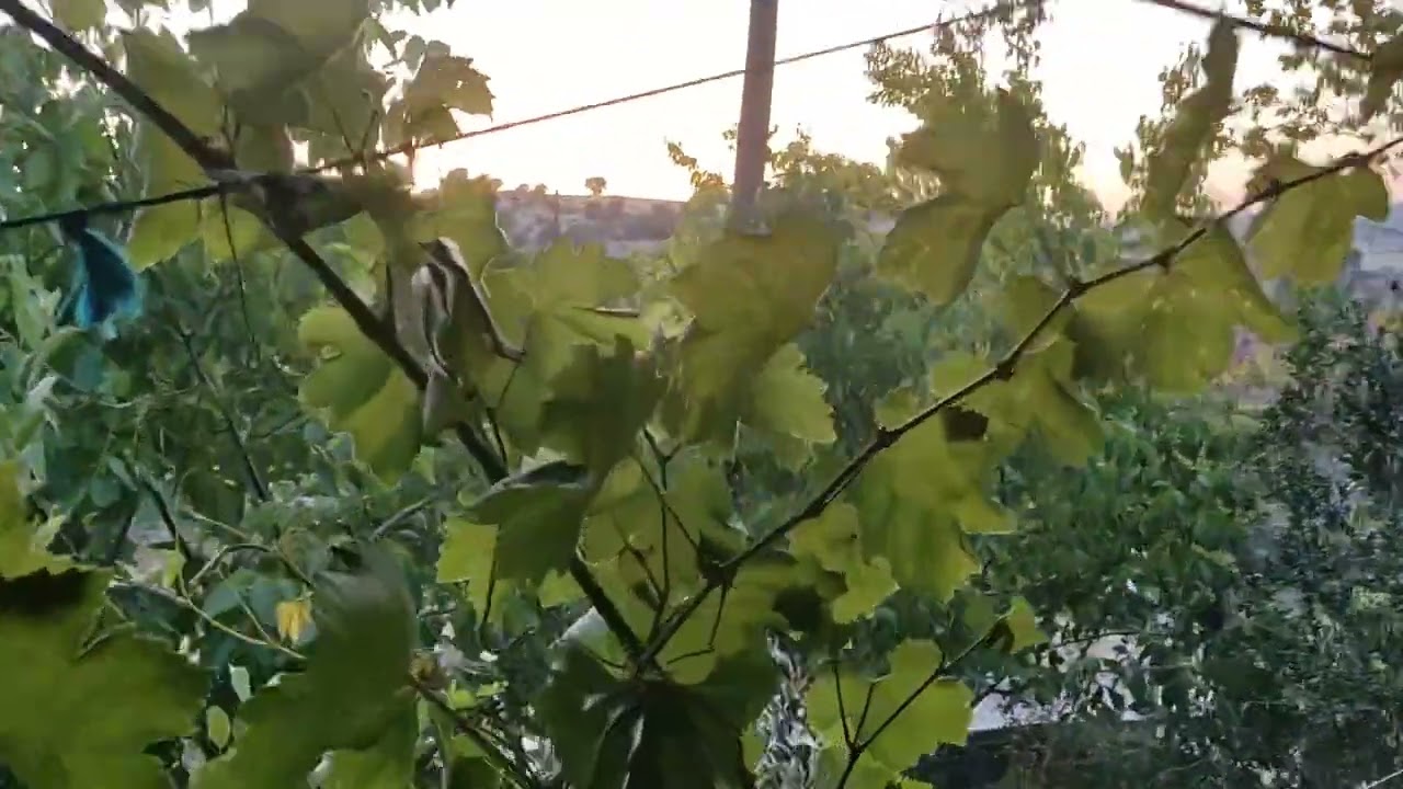 10/08/2024 KARAKUYU KÖYÜ