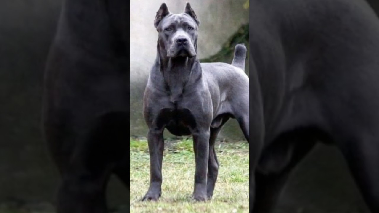 &iexcl;As&iacute; crece un Cane Corso!