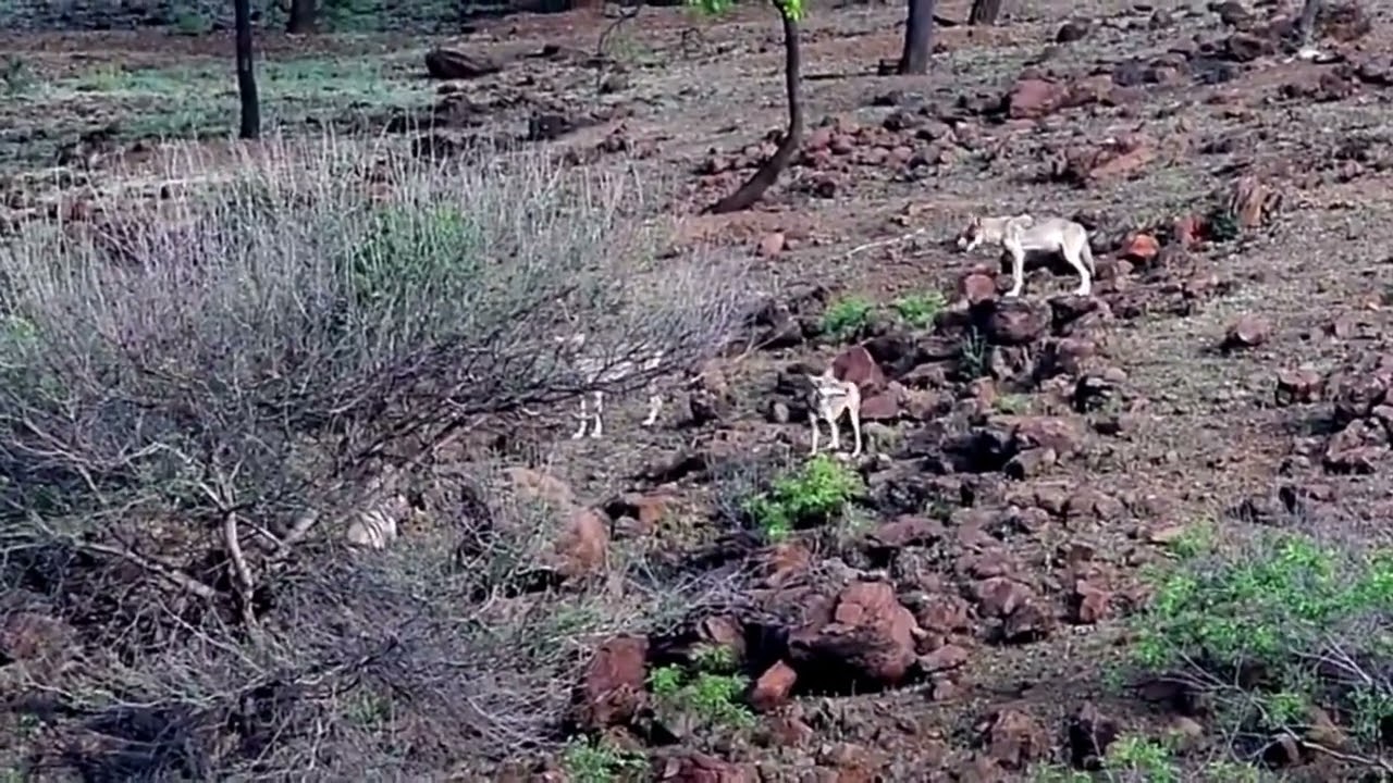 lobo vs hyena rayada - indian wolf vs hyena