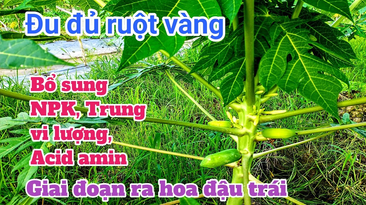 Kỹ thuật trồng đu đủ: P19-Bổ sung Lân, Trung vi lượng, acid amin giai đoạn ra hoa đậu trái