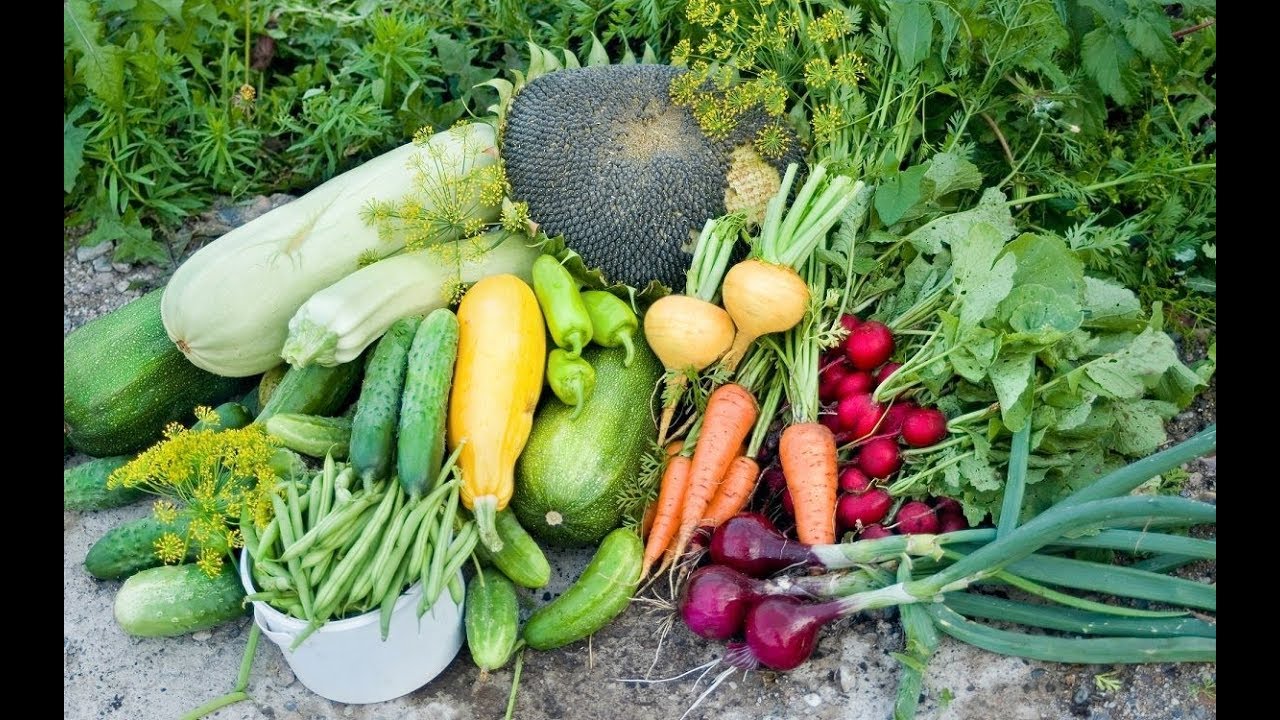 Agromax Купить