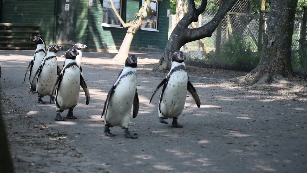 Penguin walk at WWP