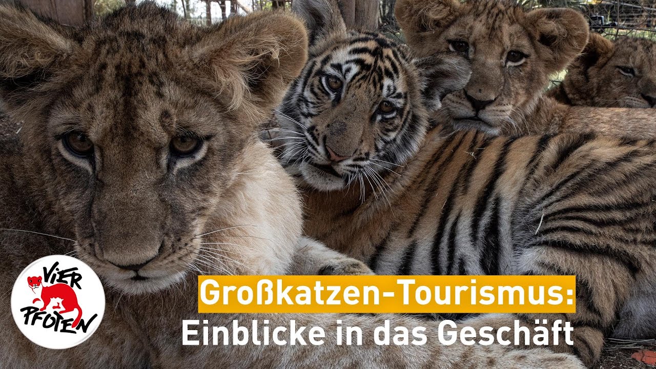 Gro&szlig;katzen-Tourismus: Einblicke in der Gesch&auml;ft | VIER PFOTEN