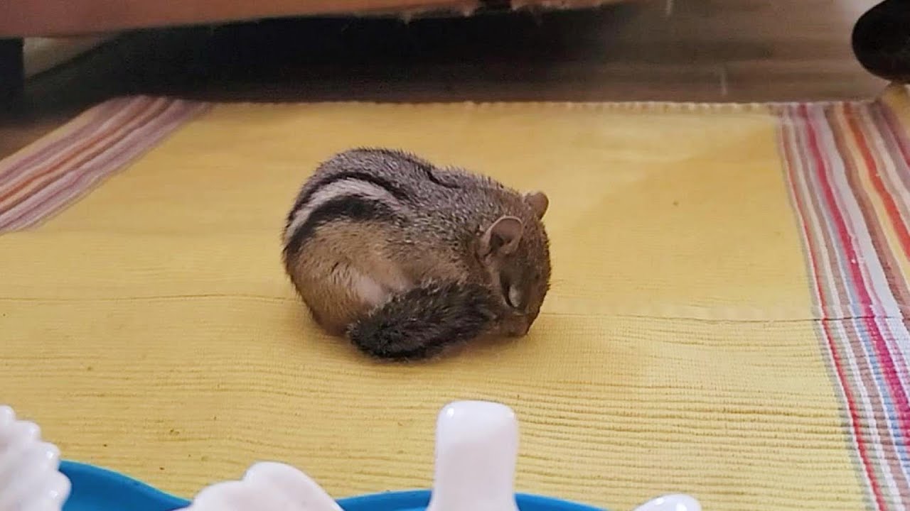 다람쥐 쳐키에게 작은 침실을 만들어 줬더니..💕 I Made A Little Bed For Wild Chipmunk Chucky