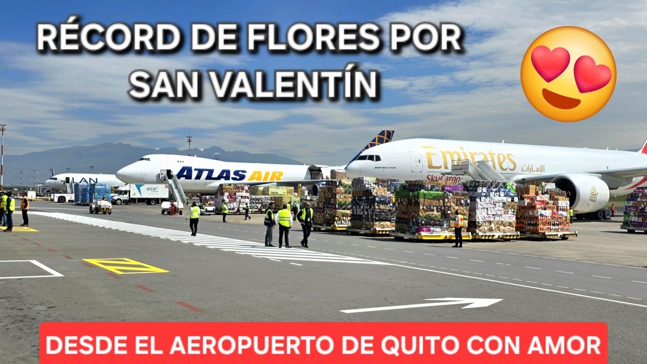 ASÍ VIAJAN las FLORES ECUATORIANAS 🌹: INCREÍBLE exportación por SAN VALENTÍN 😱