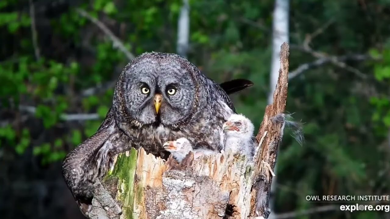 El gran búho gris 🦉: el más grande del planeta y su increíble familia