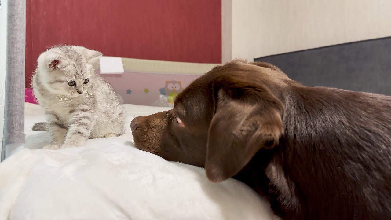 Giant Retriever Wants to be Friends with Tiny Kitten. So Cute!