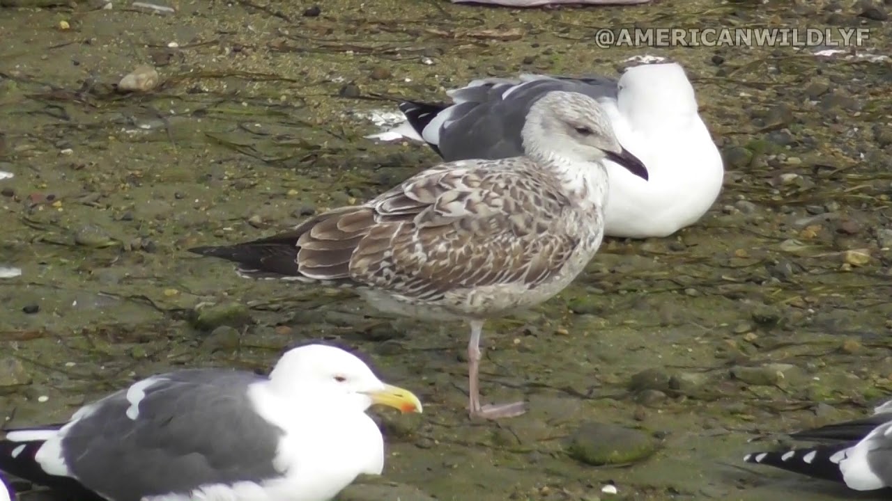 American Wildlife --- Lesser Black-Backed Gull, juvenile (first year)