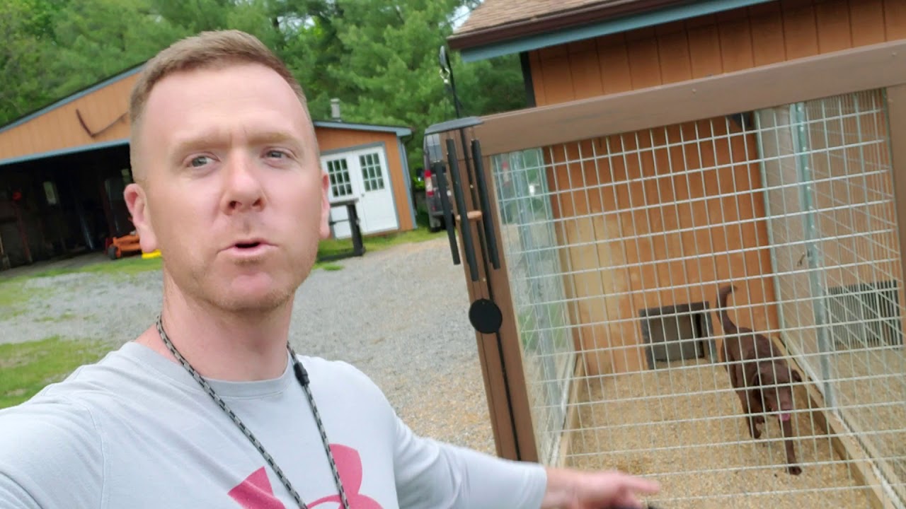 Kennel Full of Hunting Dogs
