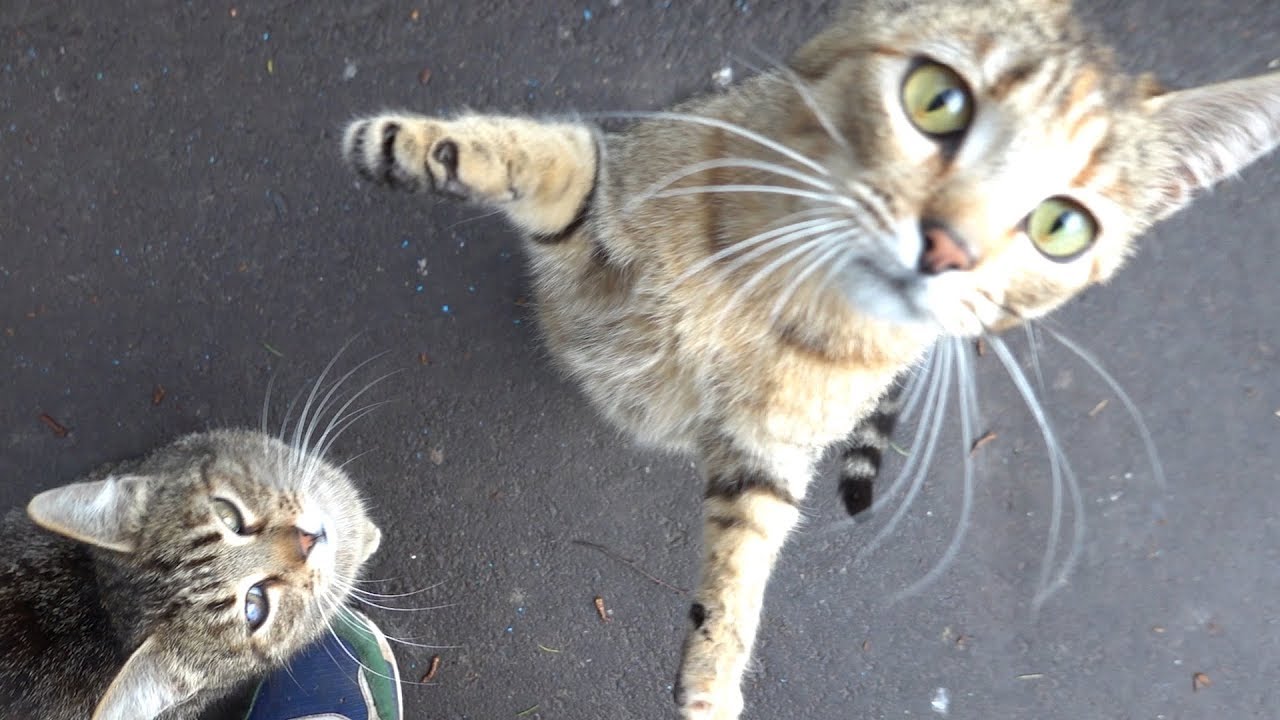 Cute cats have been waiting for me all morning