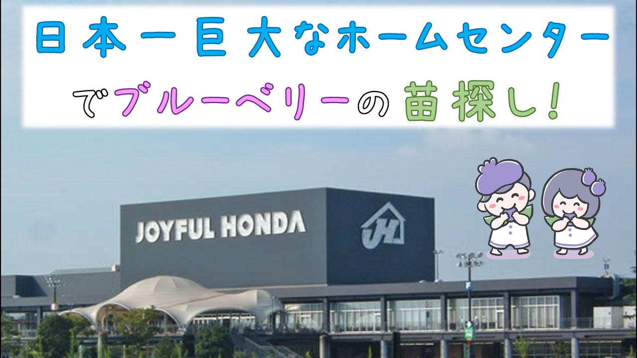 日本一巨大なホームセンターでブルーベリーの苗探し！