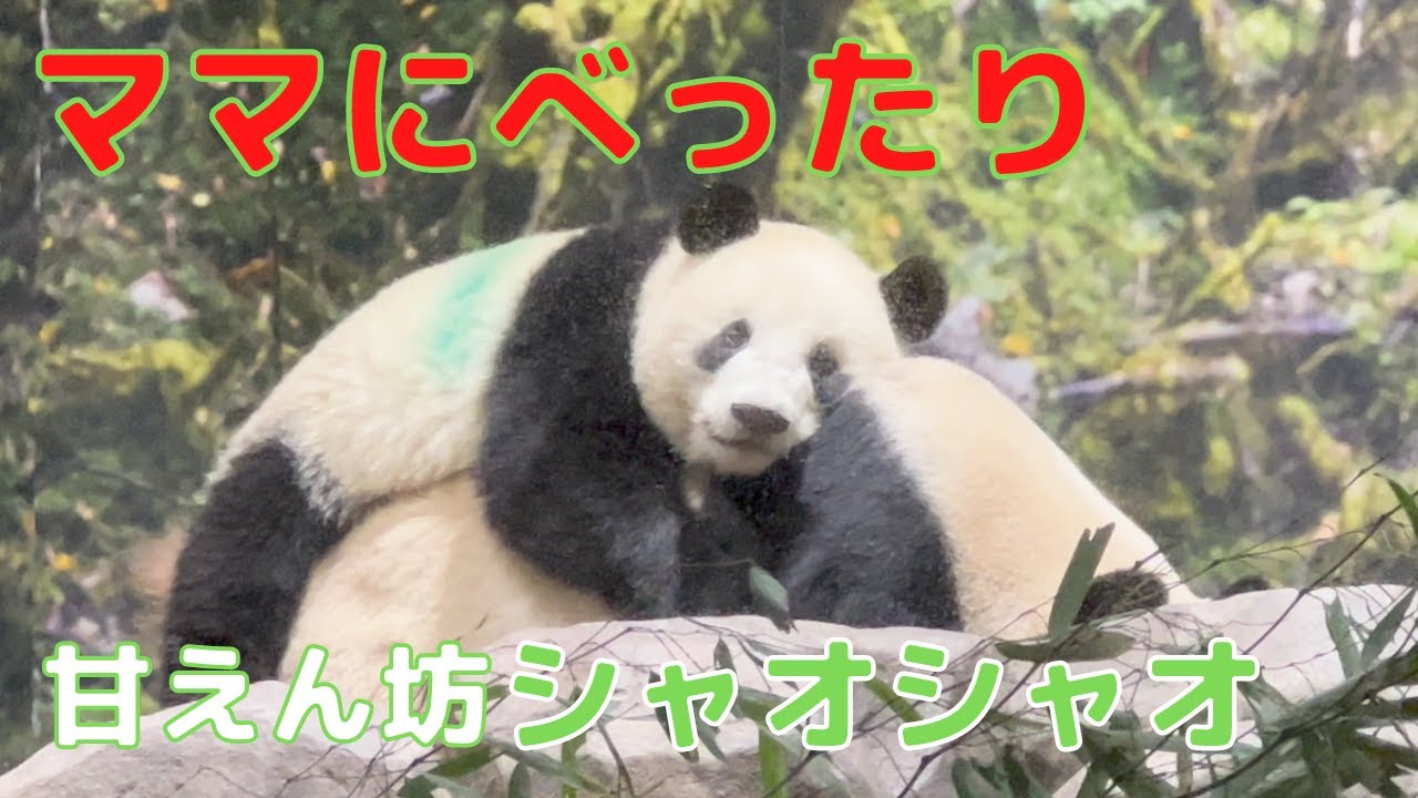 【2/5 シャオシャオとレイレイ】今日も甘えん坊のシャオくんはママにべったり。レイちゃんは木の上でおねんね。今日も可愛い上野の双子パンダです。