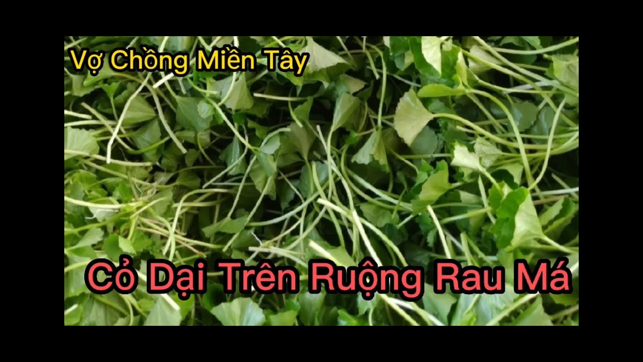 Cỏ Dại Trên Ruộng Rau Má