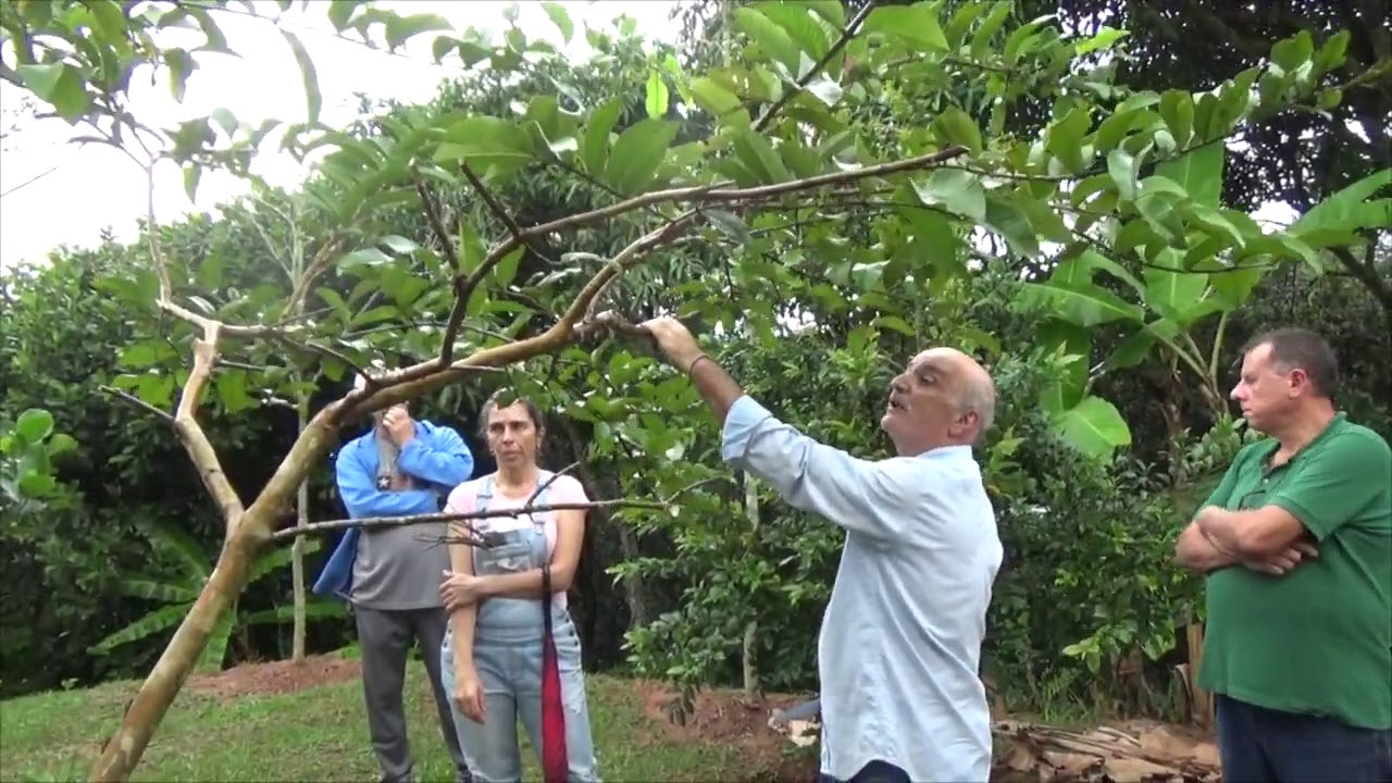 1228 ) – PODA DA GOIABEIRA – MAIRINQUE - SÃO PAULO