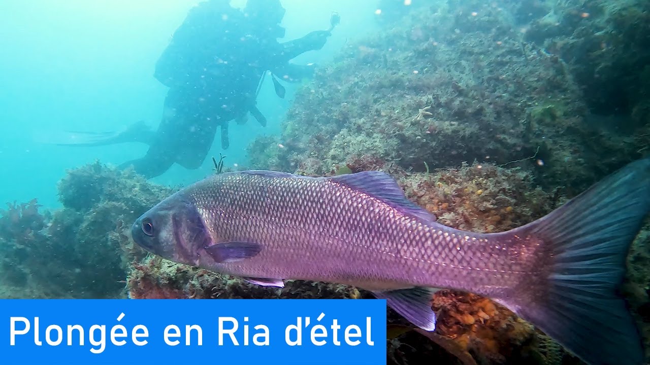 Plongée en Ria d'étel 27 /08 2023