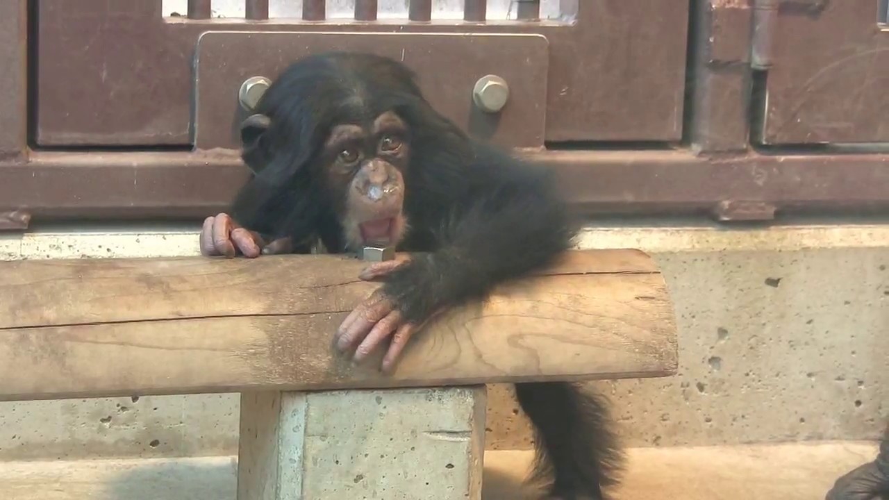 チンパンジー 双子の赤ちゃん 62 Chimpanzee twin baby