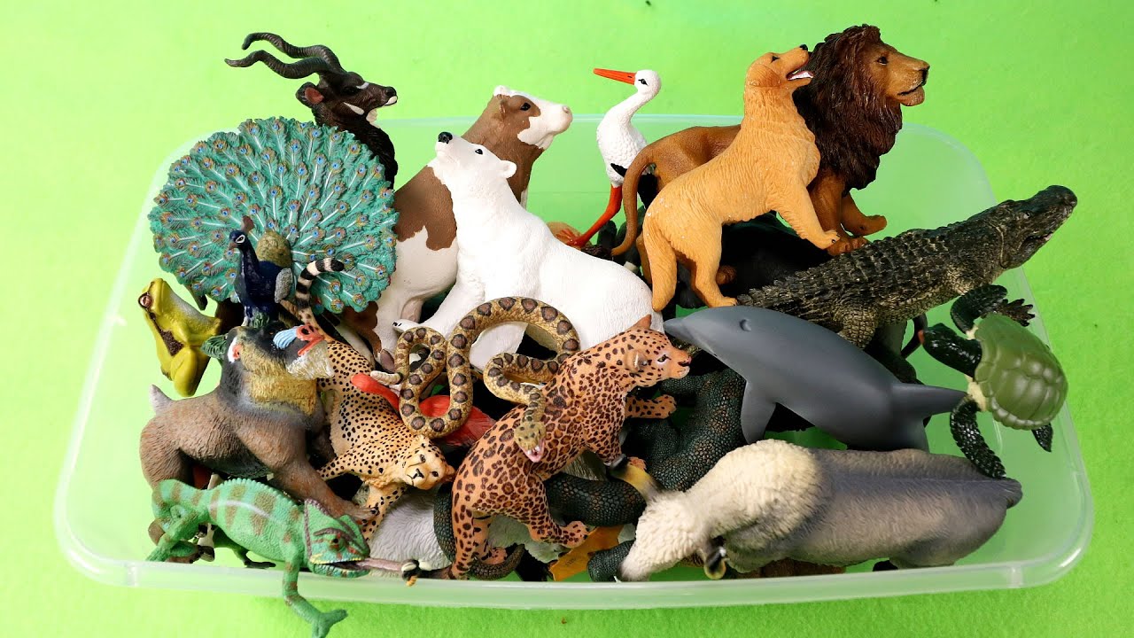 Mammals, Reptiles, Amphibians, and Birds - Learn Animal Names