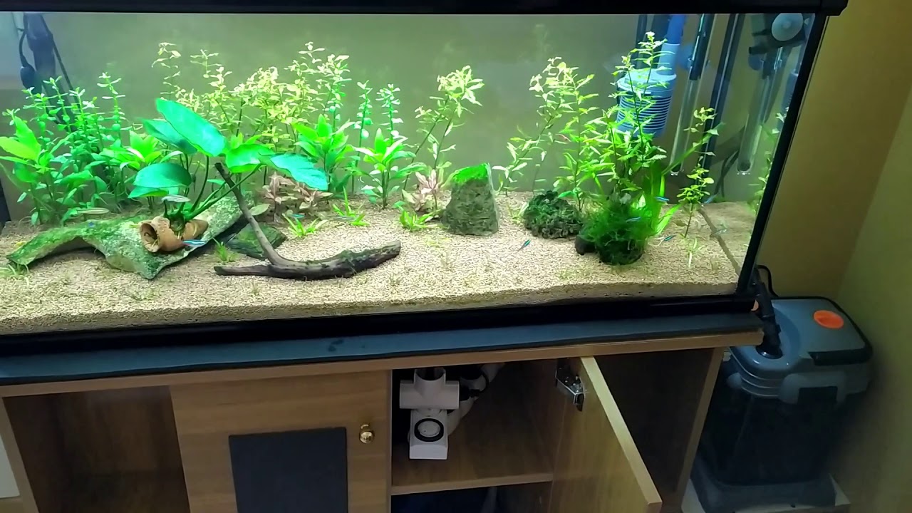Mejorar el caudal del filtro exterior o canister en acuario.