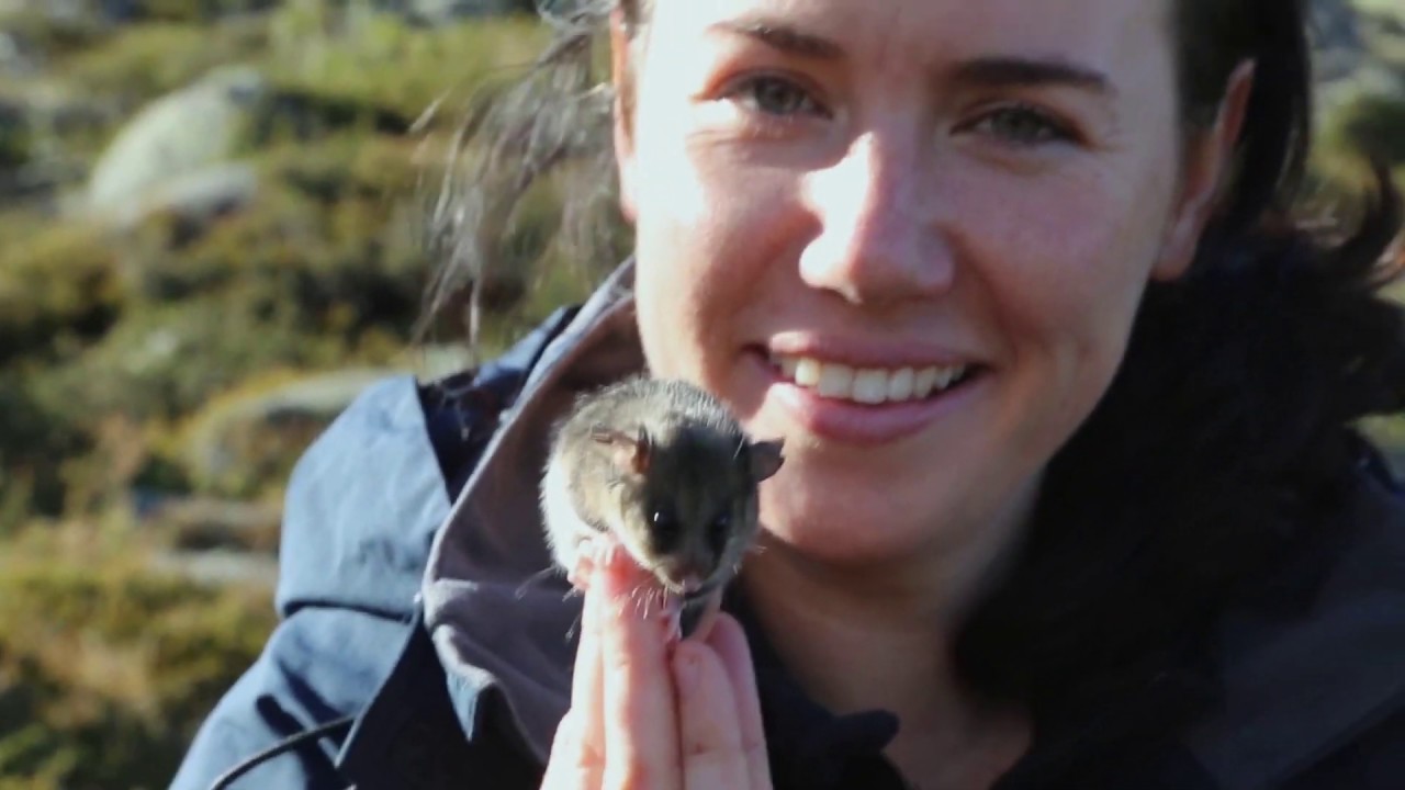 How the mountain pygmy possum can be saved with help from its ancestors