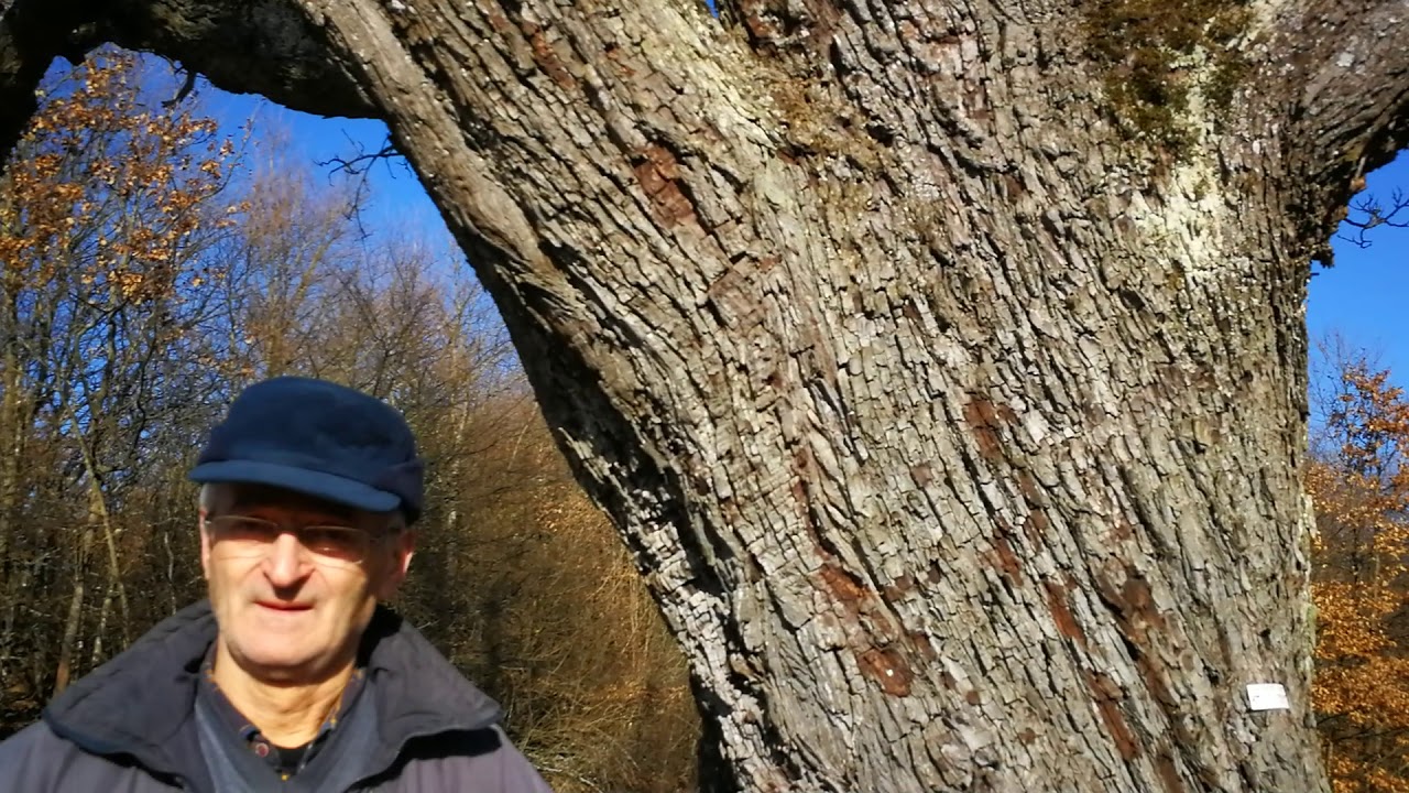 Slovakia - Jan Vigoda at the Slovakian Tree of the Year for 2020 Euro tree contest