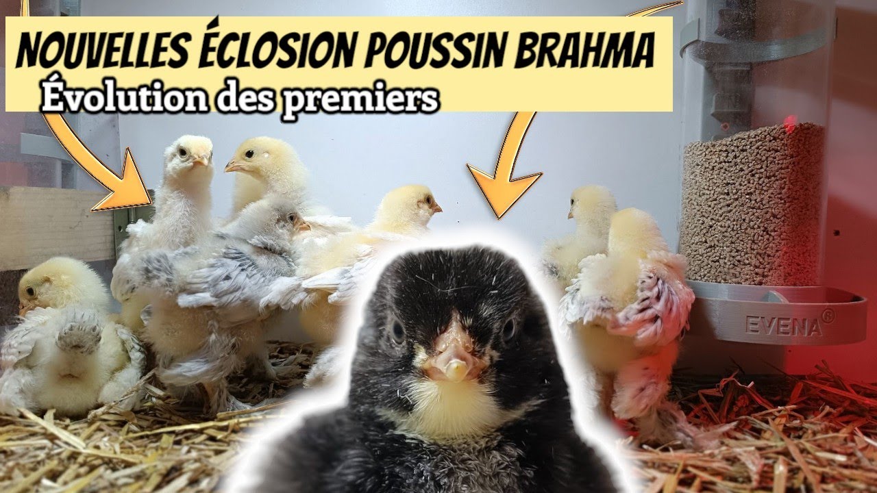 LES PREMIERS POUSSINS BRAHMA COUCOU A L'ELEVAGE