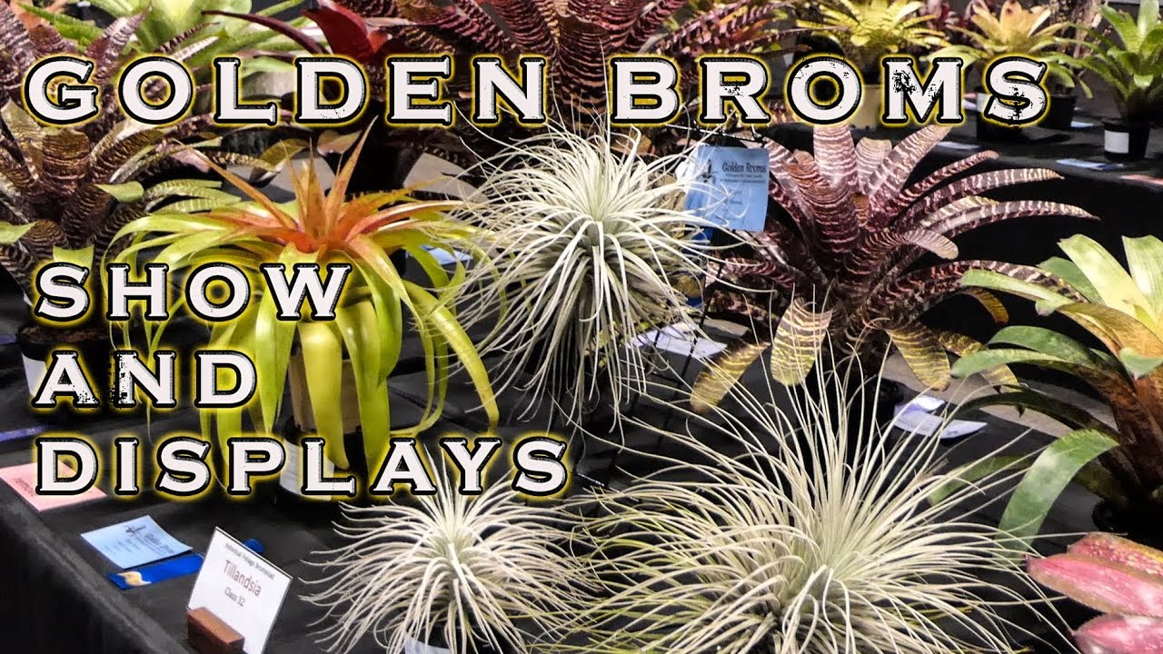 GOLDEN BROMS 20th AUSTRALASIAN BROMELIAD CONFERENCE SHOW and DISPLAYS