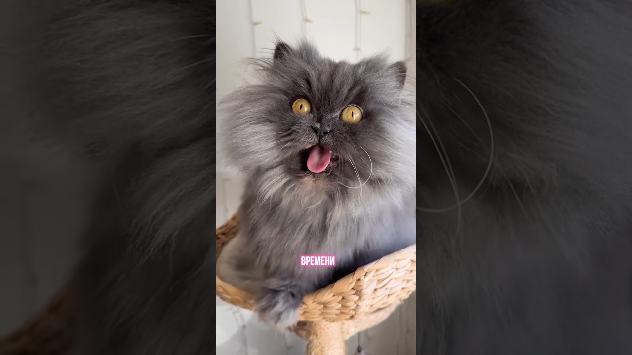 Котомафия - встреча в резиденции Си-Кунов😹