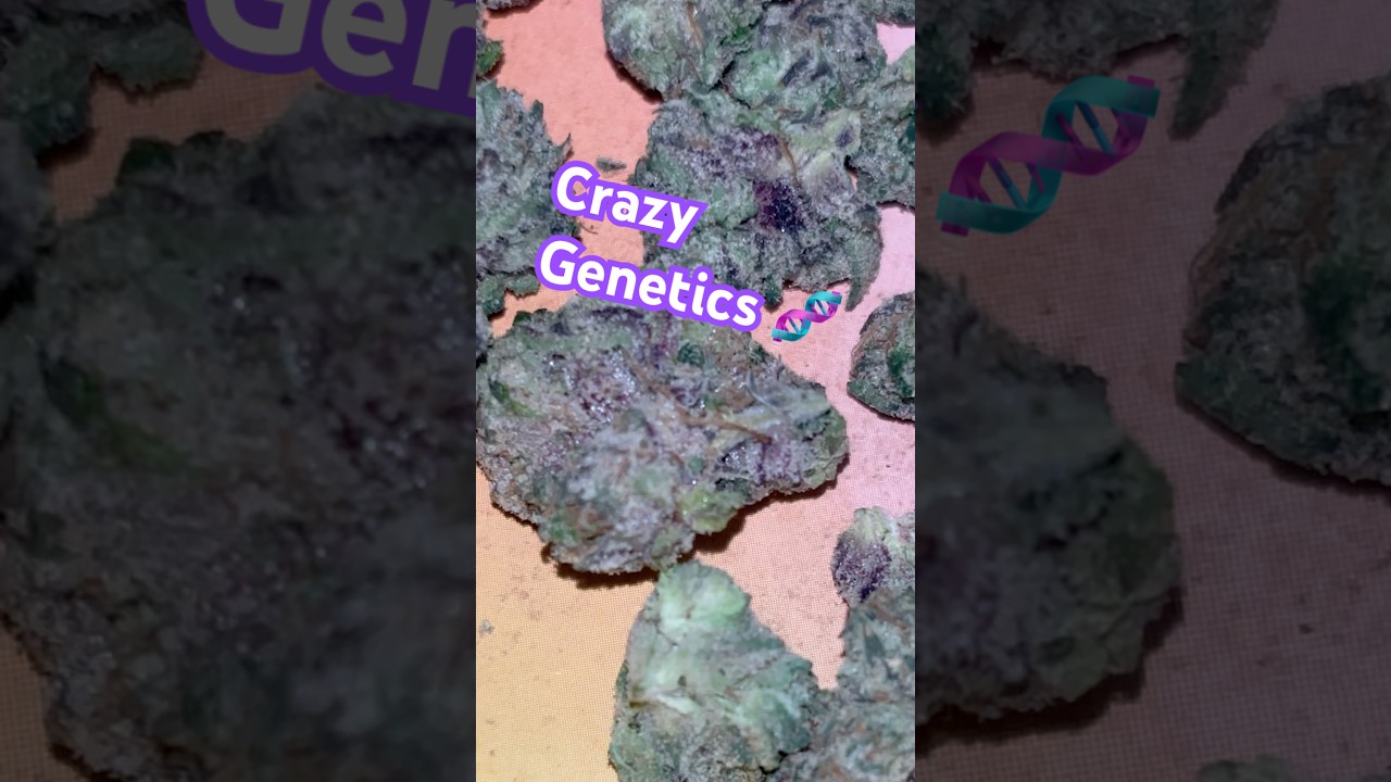 BLAM ‼️ A Jungle Boys Strain 💜