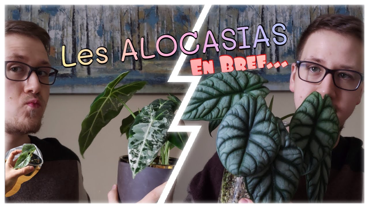 Les Alocasias en Bref + Ma Collection