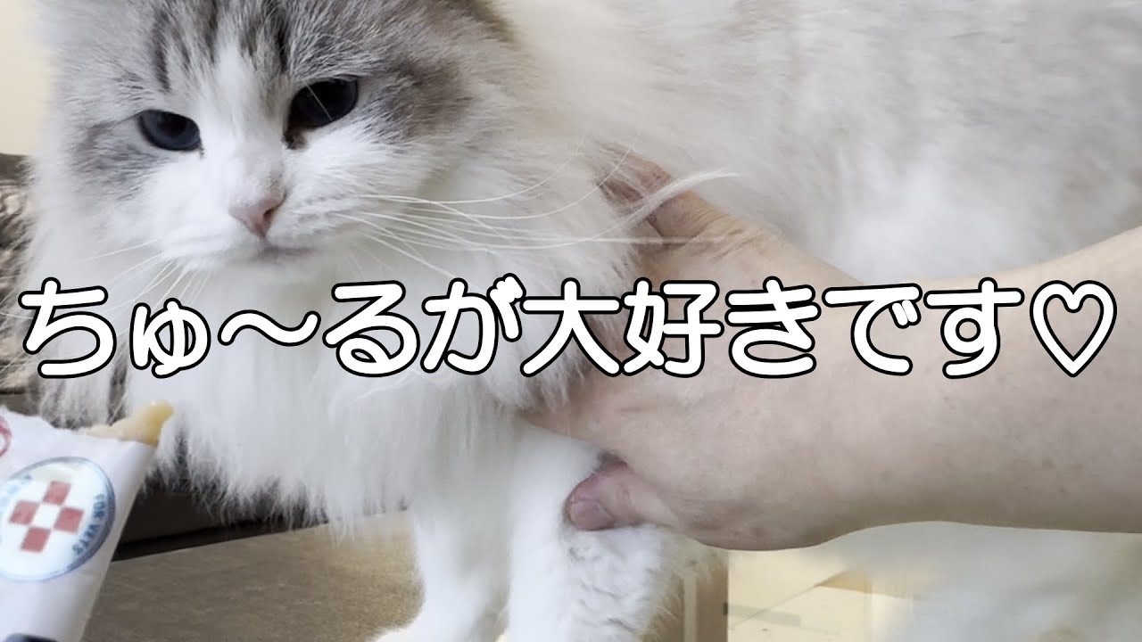 わが家の姉猫はちゅ～るが好き過ぎて妹猫の僅かな隙を見逃しません！