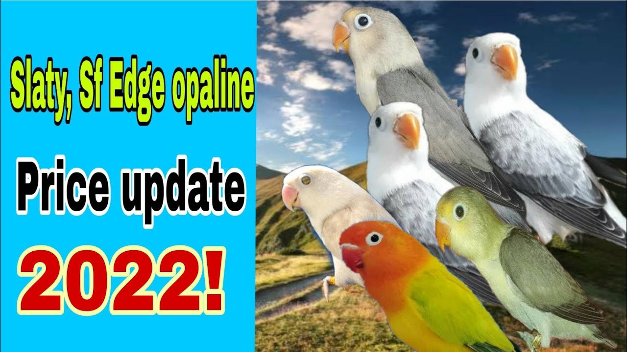 UPDATED PRICELSIT OF SLATY,  SF EDGE OPALINE YEAR 2022 II PRICE UPDATE FOR AFRICAN LOVEBIRDS 2022.