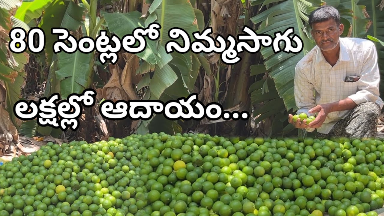 నిమ్మ సాగు | బాలాజీ పెట్లూరి రకాల నిమ్మ సాగు | Lemon Cultivation | Nimma Sagu | Citrus plants  |